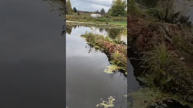 Очистка пруда в деревне Трухачево по губернаторской программе смотреть онлайн