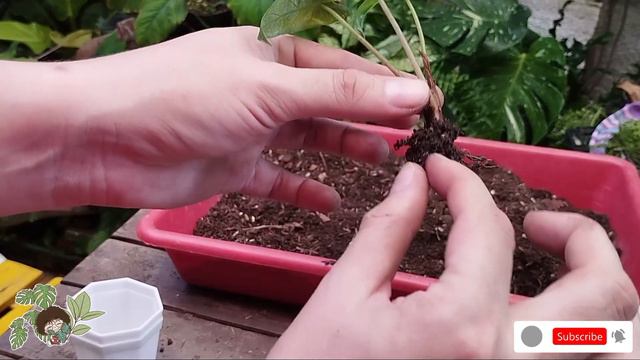 Salvando mis Alocasias: trasplante de emergencia смотреть онлайн