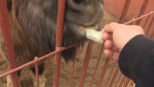 Липецкий зоопарк основан в 1973 году смотреть онлайн