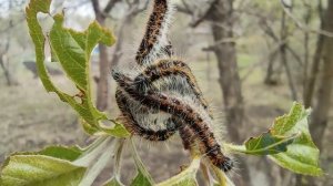 Гусеницы съели яблоню. МирДез