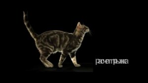 древесный наполнитель.mp4