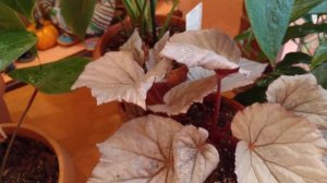 АНТУРИУМ В МАРТЕ . КАК ВЫЗВАТЬ ЦВЕТЕНИЕ ?