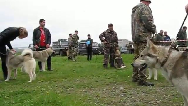 Свердловская обл.выст.охот.соб.Н-Тагил 27мая2012г. смотреть онлайн