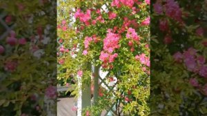 Плетистые розы Мадам Исаак Перейр и Вартбург (Mme Isaac Pereire & Wartburg)