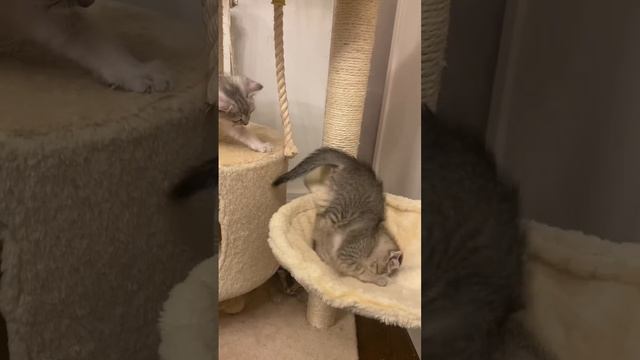 Котята манчкин длиннолапики смотреть онлайн