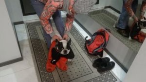 как надеть на французского бульдога комбенизон