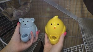 Мой день с Крысами / ДАРЮ Подписчикам Подарки / Alisa Easy Pets