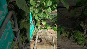 ферма Англия малина терүү boxford Suffolk ltd