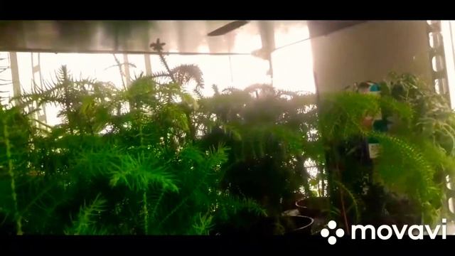 обзор садового центра Цветы Уральска . смотреть онлайн