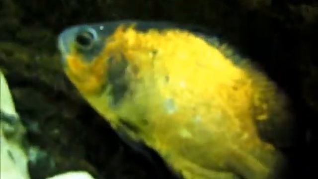 test canon d10 смотреть онлайн