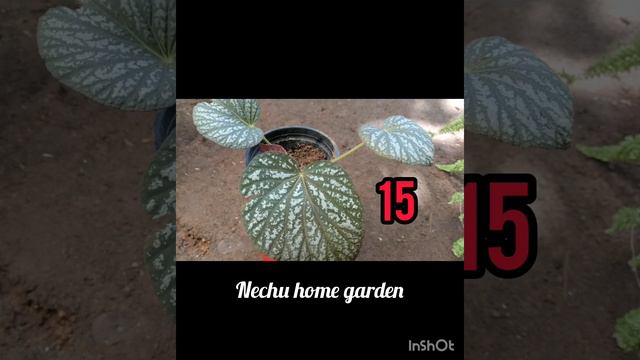 കുറഞ്ഞ വിലയിൽ വിവിധ ഇനം ചെടികൾ#online sale#☘️🌻🌱🌵🌿🍀🌹 смотреть онлайн