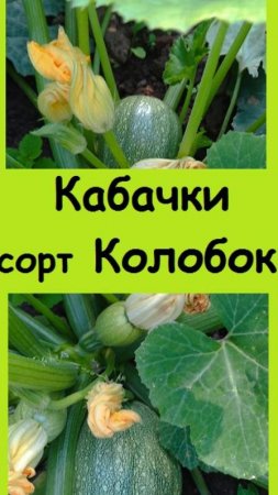 Первыми созрели КАБАЧКИ СОРТА "КОЛОБОК" - показываю, как они выглядят!
 #огород #дача #сад #garden