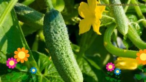 Огурец Алекс F1. Краткий обзор, описание характеристик, где купить семена cucumis sativus Aleks F1