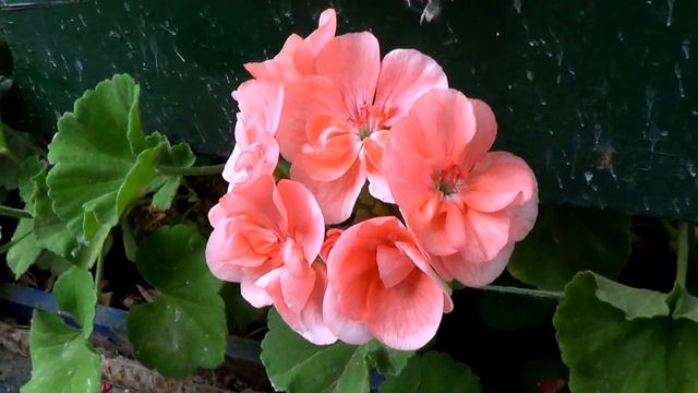 Geranium смотреть онлайн