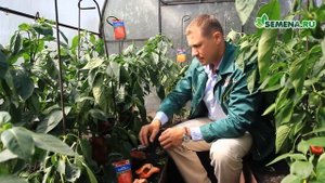 Перец сладкий Омброне и Тевере