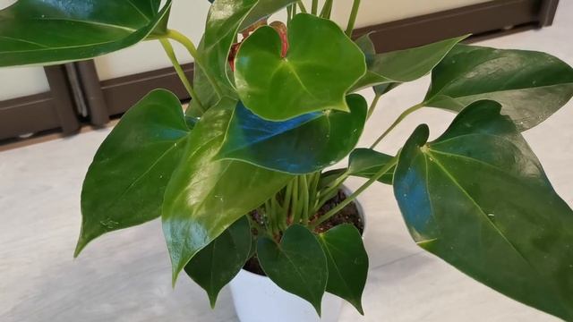 Видео 12. Антуриум Ливиум Ред