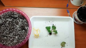 Реанимация фиалки. Как спасти фиалку.