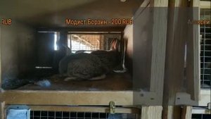 ? Готовность крольчихи к случке. Признаки и их достоверность. #Макляк #Макрол