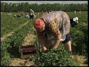 Сбор урожая клубники в Совхозе им. Ленина. Московской области 2008г.