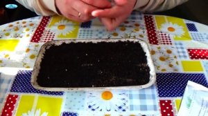 КАЛИБРАХОА- ПРАВИЛЬНЫЙ ПОСЕВ СЕМЯН. Сорт Каблум.