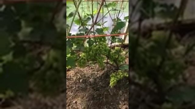 Виноград Колобок Е. Павловского 2019год смотреть онлайн