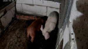 СВИНЬИ  КАК БИЗНЕС завышают цену поросят? по 8тр.(подборные 3,5) смысл 8 тыс.р на откорм? 32 серия