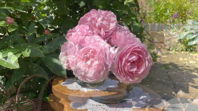 Olivia Rose Austin, my first David Austin rose to flower this year, May 2023 ? смотреть онлайн
