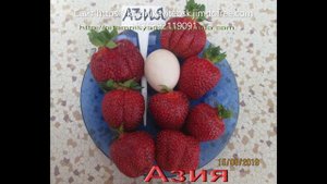 🍓КЛУБНИЧНЫЕ НОВИНКИ -Лучшие сорта клубники - 50 сортов .🍓 Питомник "Ягодный сад" г.Витебск