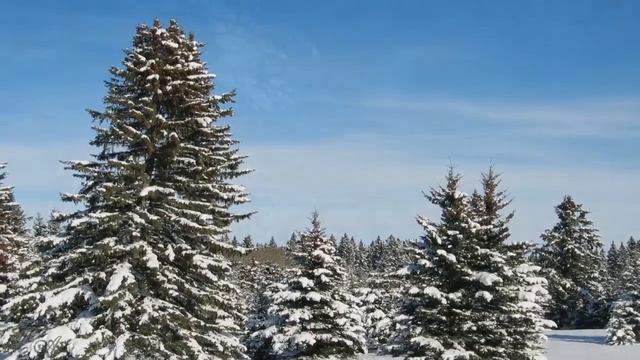 Приход зимы так скор и неизбежен...   Раймонд Паулс. Элегия (Бабочки на снегу.)