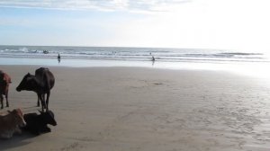 Индия, Гоа. Пляж Палолем.
