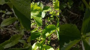 Клубника Азия. 25 дней после посадки.