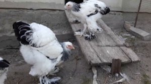 Куры брама.Light brahma2020