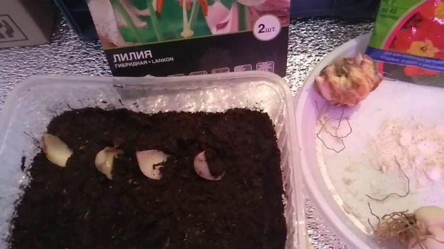 Как размножать Лилии? смотреть онлайн