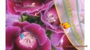 Глоксиния обыкновенная Парпл 🌿 глоксиния Парпл обзор: как сажать семена глоксинии Парпл