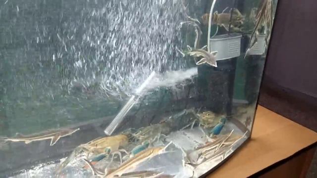 Австралийские раки Cherax quadricarinatus в Херсонском Аграрном Университете смотреть онлайн