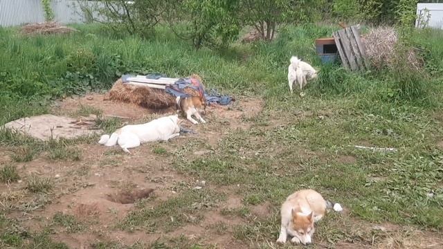 С лайками на посевной в берёзках смотреть онлайн