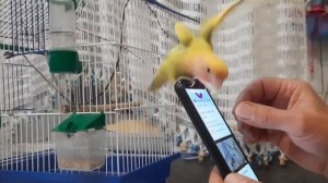 Попугаю неразлучнику нравится слушать пение птиц.