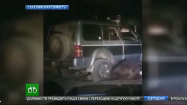Медведь под колесами джипа смотреть онлайн