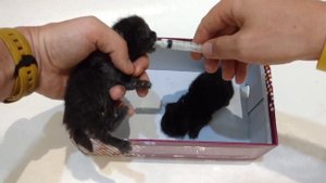 Кормление котят, которых выкинули на помойку