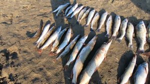 Рыбалка в Астрахани  2018 г. р. Кигач. Судак за судаком. Часть 2 .