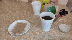 Розмарин Выращивание В Домашних Условиях Рассады В Горшке