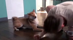 собака эдисона