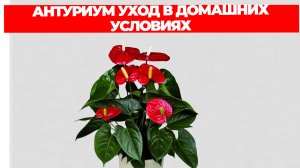 АНТУРИУМ УХОД В ДОМАШНИХ УСЛОВИЯХ