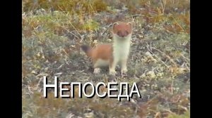 Горностайчик-непоседа // Из прошлой жизни... // #VHS