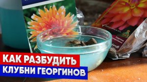 Как разбудить клубни георгинов