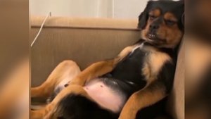 Приколы! Человек собаке друг!?