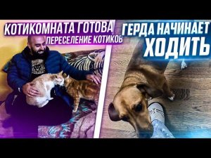 КотиКомната ГОТОВАПереселяем котиков т. Лиды.Герда начинает ходить