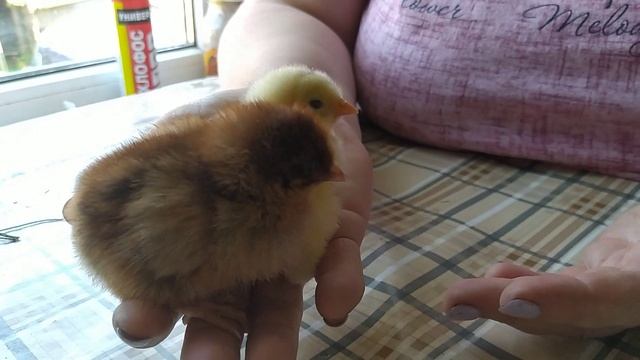 Как отличить петушка от курочки в суточном возрасте.