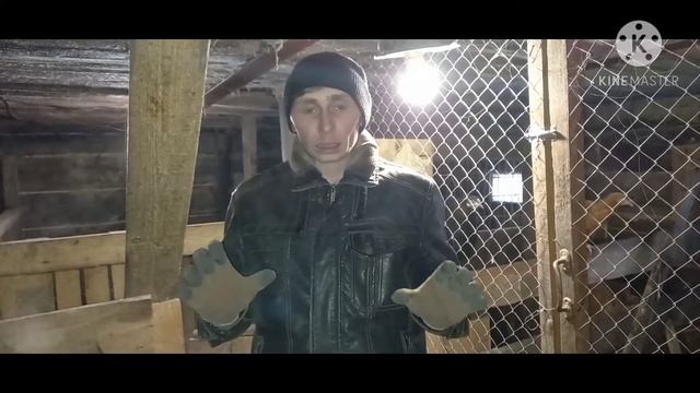 Кого выгодней коров или свиней. смотреть онлайн