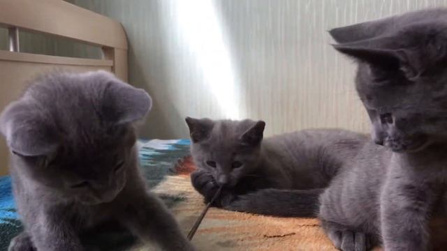 Продаются русские голубые котята . Русская голубая кошка. смотреть онлайн